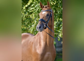 Trakehner, Stallone, 5 Anni, 167 cm, Sauro
