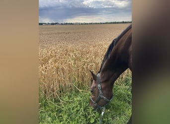 Trakehner, Stute, 10 Jahre, 160 cm, Brauner