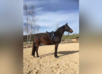 Trakehner, Stute, 10 Jahre, 160 cm, Dunkelbrauner