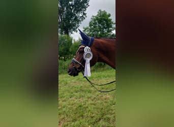 Trakehner, Stute, 10 Jahre, 162 cm, Dunkelfuchs