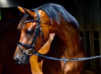 Trakehner, Stute, 10 Jahre, 163 cm, Brauner
