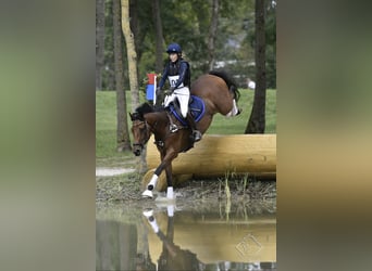 Trakehner, Stute, 10 Jahre, 164 cm, Brauner