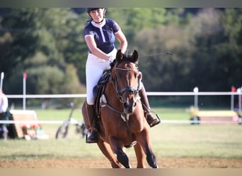 Trakehner, Stute, 10 Jahre, 164 cm, Brauner