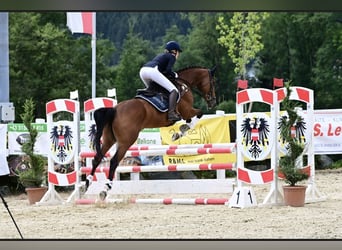 Trakehner, Stute, 10 Jahre, 164 cm, Brauner
