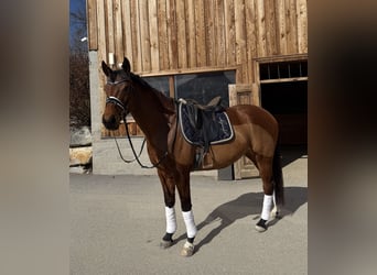 Trakehner, Stute, 10 Jahre, 164 cm, Brauner