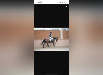 Trakehner, Stute, 10 Jahre, 164 cm, Brauner