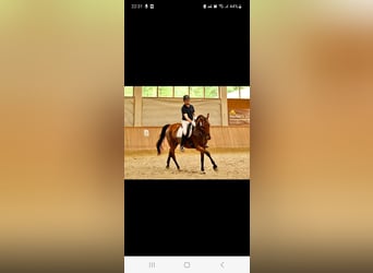 Trakehner, Stute, 10 Jahre, 164 cm, Brauner
