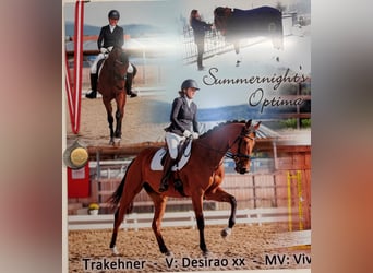 Trakehner, Stute, 10 Jahre, 164 cm, Brauner