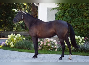 Trakehner, Stute, 10 Jahre, 166 cm, Rappe