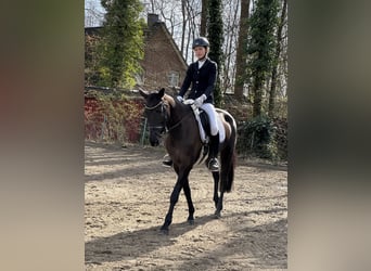 Trakehner, Stute, 10 Jahre, 167 cm, Rappe