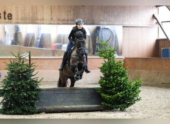 Trakehner, Stute, 10 Jahre, 167 cm, Rappe