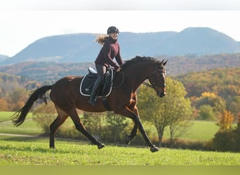 Trakehner, Stute, 10 Jahre, 168 cm, Brauner