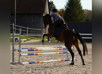 Trakehner, Stute, 10 Jahre, 168 cm, Brauner