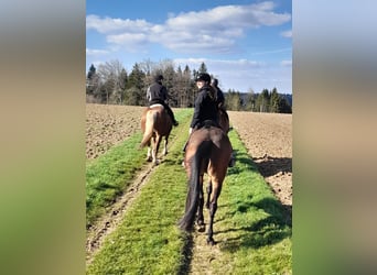 Trakehner, Stute, 10 Jahre, 168 cm, Brauner