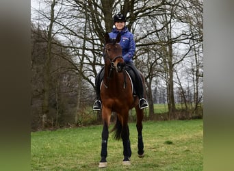 Trakehner, Stute, 10 Jahre, 168 cm, Brauner