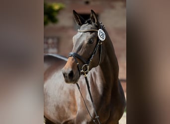 Trakehner, Stute, 10 Jahre, 168 cm, Dunkelbrauner