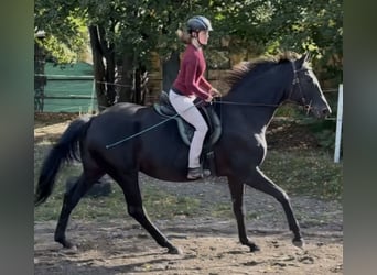 Trakehner, Stute, 10 Jahre, 170 cm, Dunkelbrauner