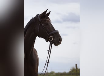 Trakehner, Stute, 10 Jahre, 170 cm, Schwarzbrauner