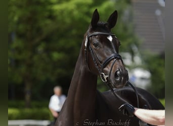 Trakehner, Stute, 10 Jahre, 172 cm, Schwarzbrauner