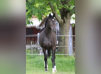 Trakehner, Stute, 10 Jahre, 172 cm, Schwarzbrauner