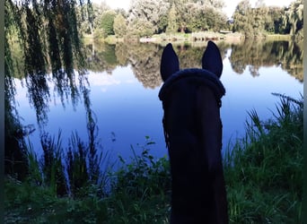Trakehner, Stute, 10 Jahre, 172 cm
