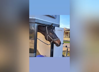 Trakehner, Stute, 10 Jahre, 172 cm