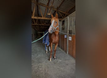 Trakehner, Stute, 10 Jahre, Fuchs