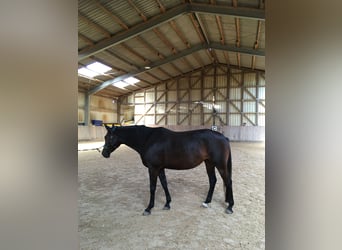 Trakehner, Stute, 11 Jahre, 160 cm, Brauner