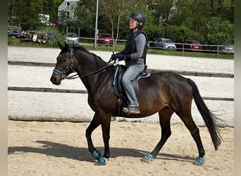 Trakehner, Stute, 11 Jahre, 160 cm, Brauner