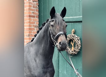 Trakehner, Stute, 11 Jahre, 160 cm, Dunkelbrauner