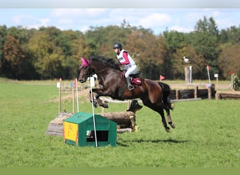 Trakehner, Stute, 11 Jahre, 162 cm, Dunkelbrauner