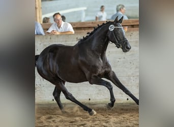 Trakehner, Stute, 11 Jahre, 164 cm, Rappe