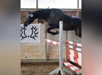 Trakehner, Stute, 11 Jahre, 164 cm, Rappe