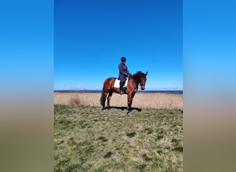 Trakehner, Stute, 11 Jahre, 165 cm, Brauner