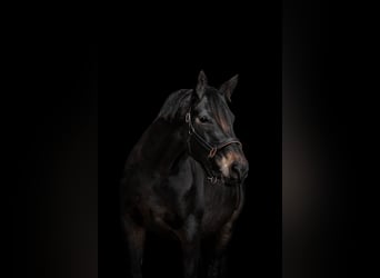 Trakehner, Stute, 11 Jahre, 174 cm, Dunkelbrauner