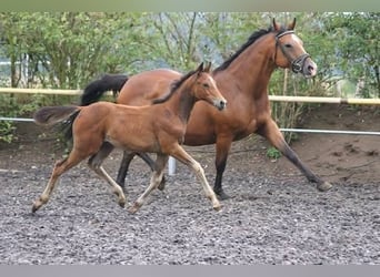 Trakehner, Stute, 11 Jahre, Brauner