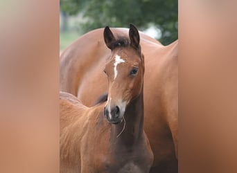 Trakehner, Stute, 11 Jahre, Brauner