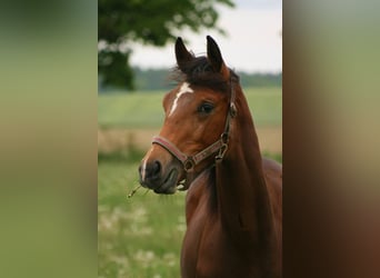 Trakehner, Stute, 11 Jahre, Brauner
