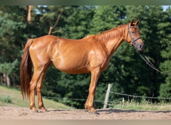 Trakehner, Stute, 12 Jahre, 163 cm, Fuchs