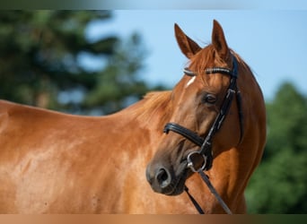 Trakehner, Stute, 12 Jahre, 163 cm, Fuchs