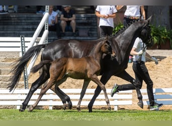 Trakehner, Stute, 12 Jahre, 164 cm, Rappe