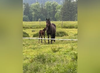 Trakehner, Stute, 12 Jahre, 165 cm, Rappe
