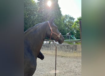 Trakehner, Stute, 12 Jahre, 165 cm, Rappe