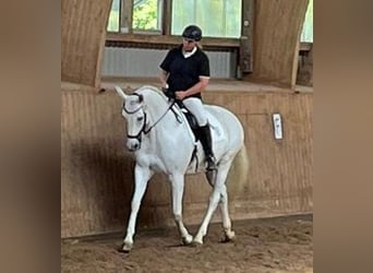 Trakehner, Stute, 12 Jahre, 166 cm, Schimmel