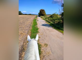 Trakehner, Stute, 12 Jahre, 166 cm, Schimmel