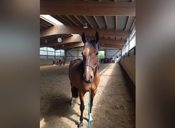 Trakehner, Stute, 12 Jahre, 167 cm, Brauner