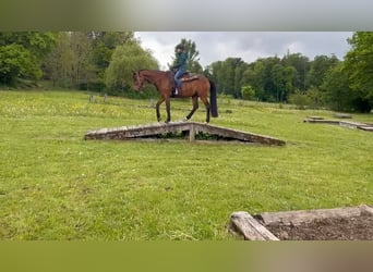 Trakehner, Stute, 12 Jahre, 167 cm, Brauner