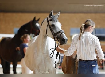 Trakehner, Stute, 12 Jahre, 167 cm, Schimmel