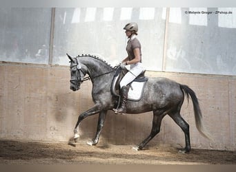 Trakehner, Stute, 12 Jahre, 167 cm, Schimmel