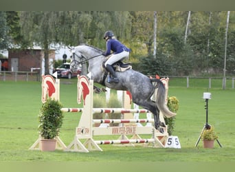 Trakehner, Stute, 12 Jahre, 167 cm, Schimmel